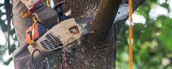 How Our Tree Care Process Works  in  Herndon, VA